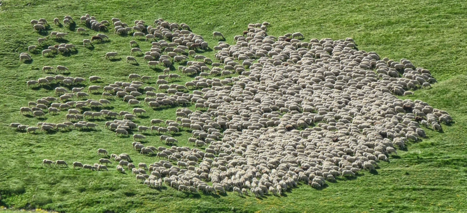 there is a large herd of sheep walking together in the field