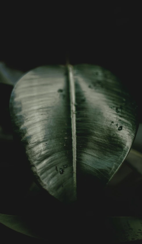 a green leaf with water drops on it