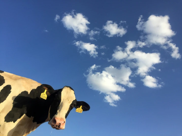 a cow looking at the camera with clouds above him