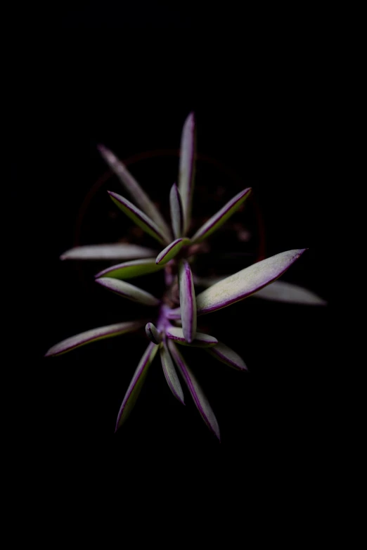 small purple flowers with one single white flower bud