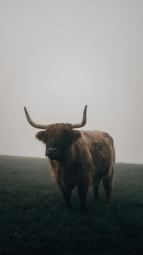 a long horned bull with horns walking through a field