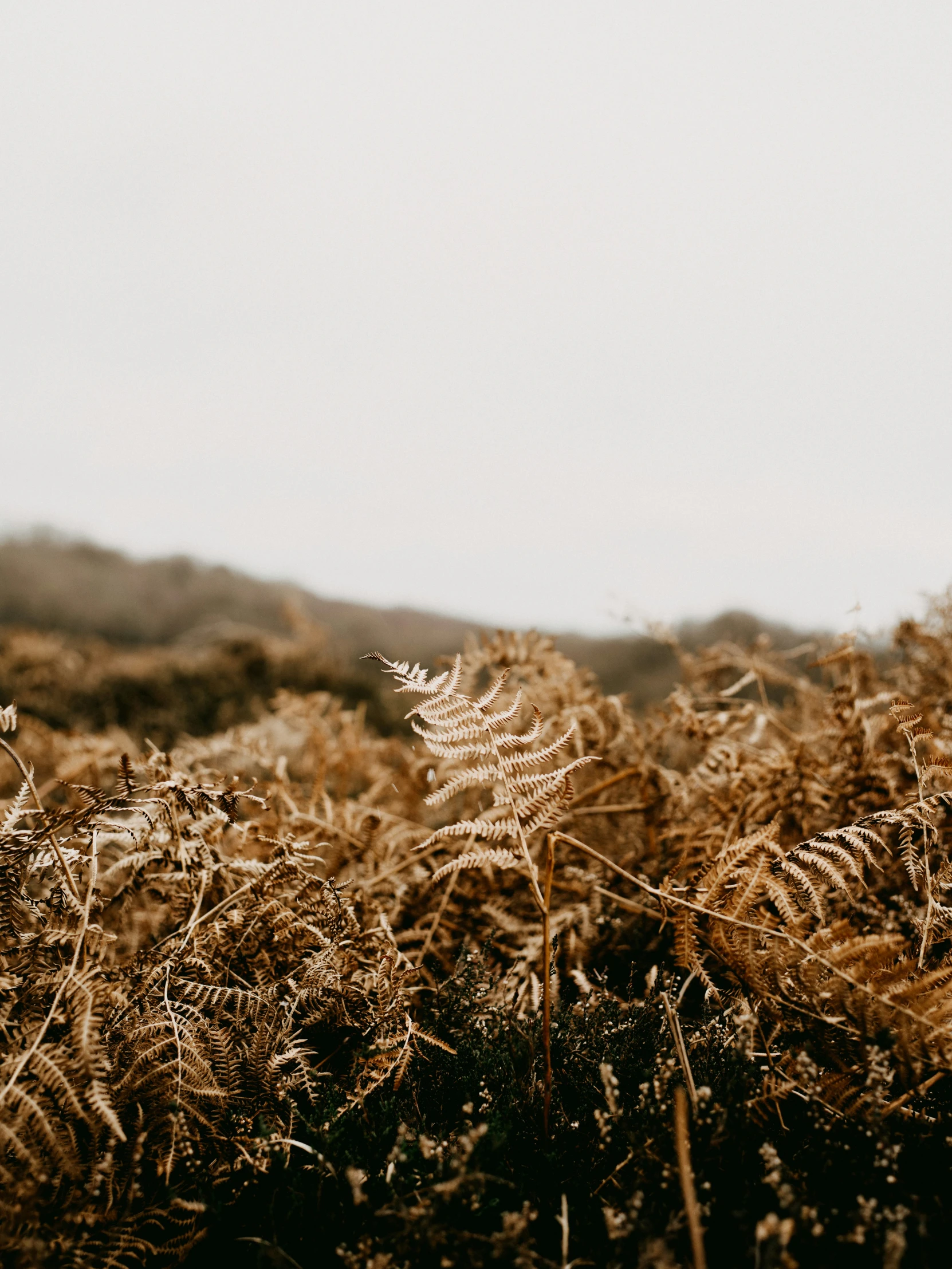 a field with grass in it with a sky background