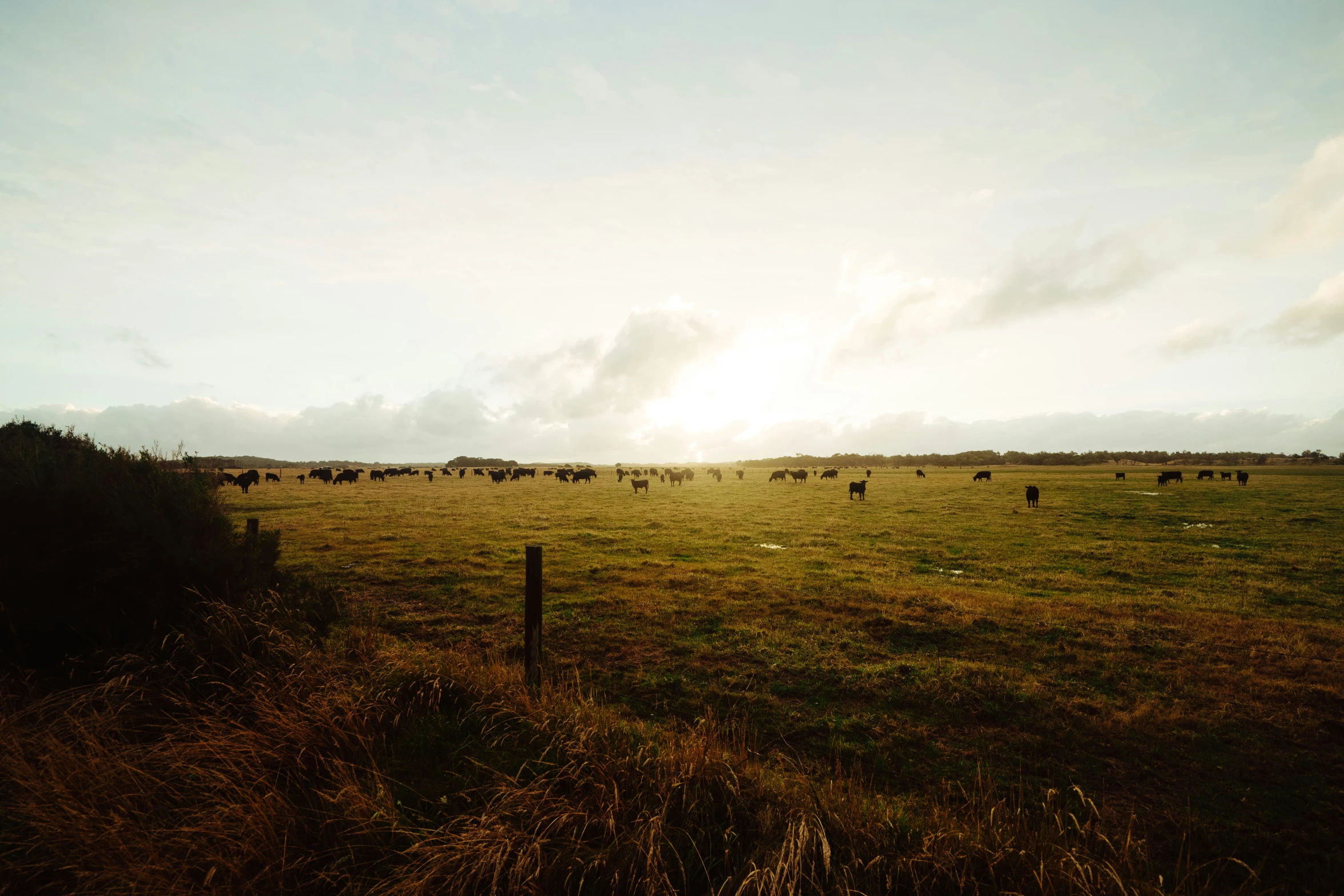 the sun is shining over a pasture full of animals