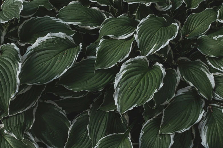 close up view of green leaves on a plant