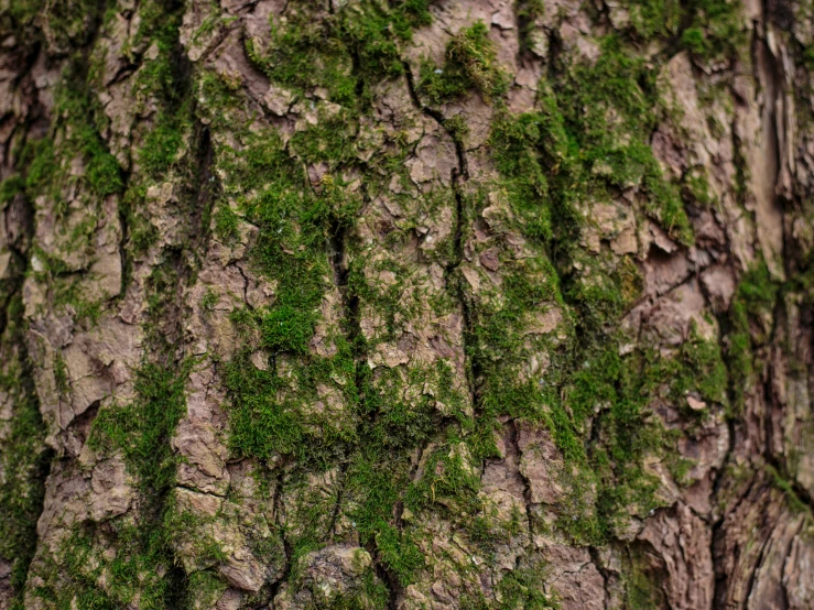 this is an closeup po of a tree trunk