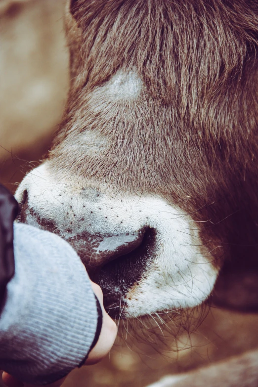 someone petting an animal close to the camera