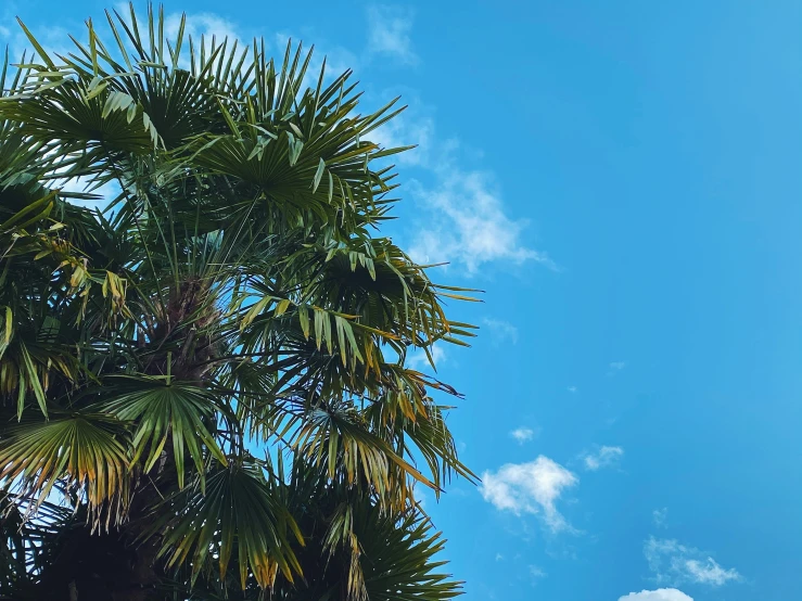 palm trees and blue sky in the background