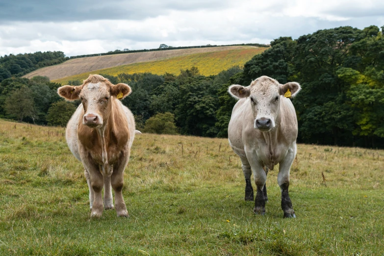 a couple of cows standing in a grassy field