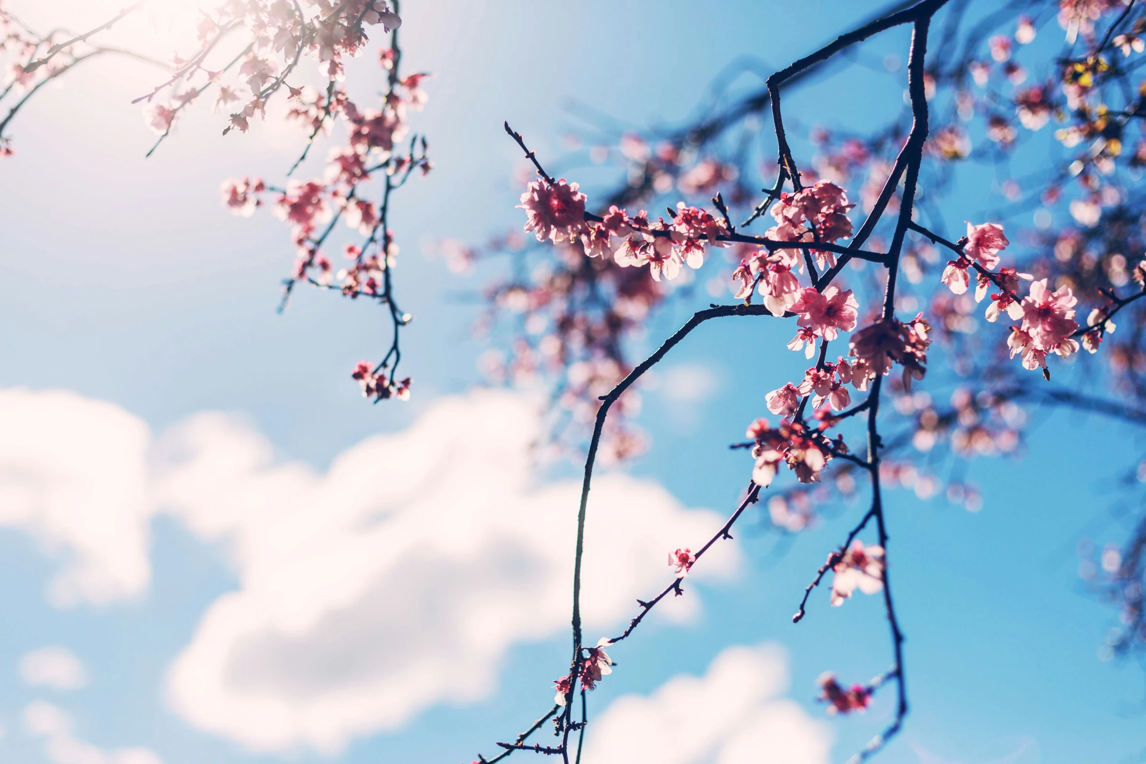 there is flowers on the tree nches with a sky background