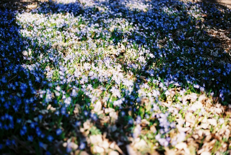 the sun shines on small, blue - flowering grass