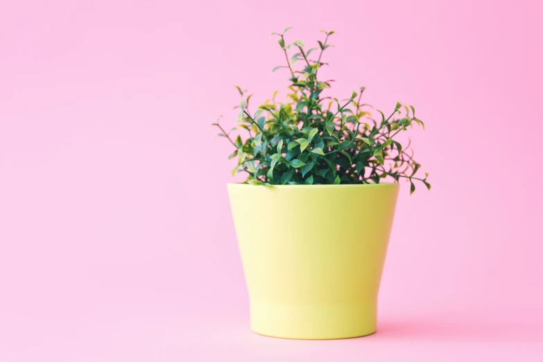 a plant sits in the middle of a yellow pot