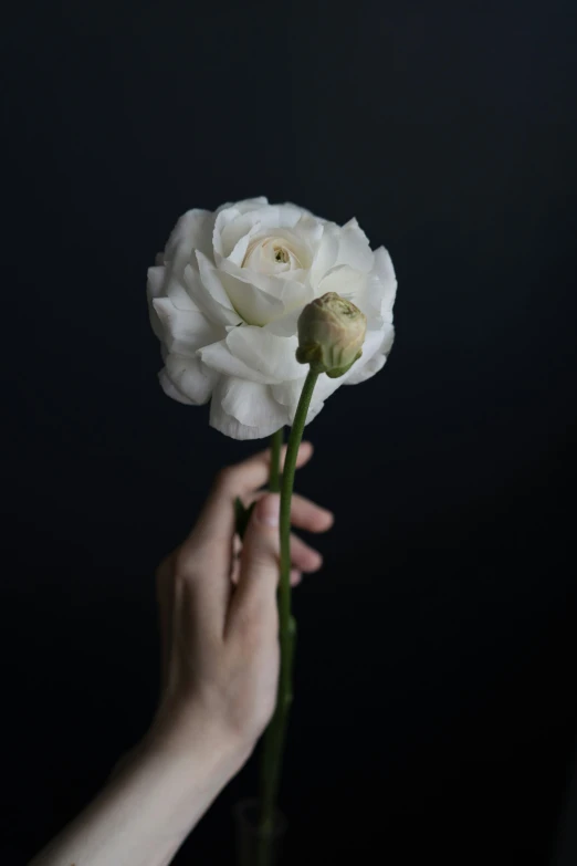 a person holding white flowers in front of black background