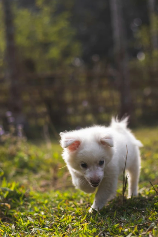 a puppy walking through a grass field with trees in the background