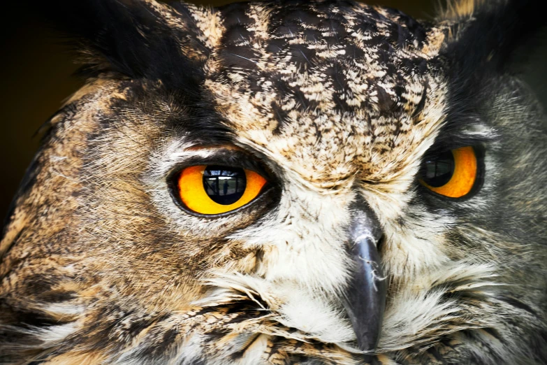 an owl with yellow eyes is shown in this po