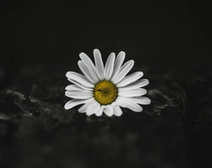 a single daisy on a black surface