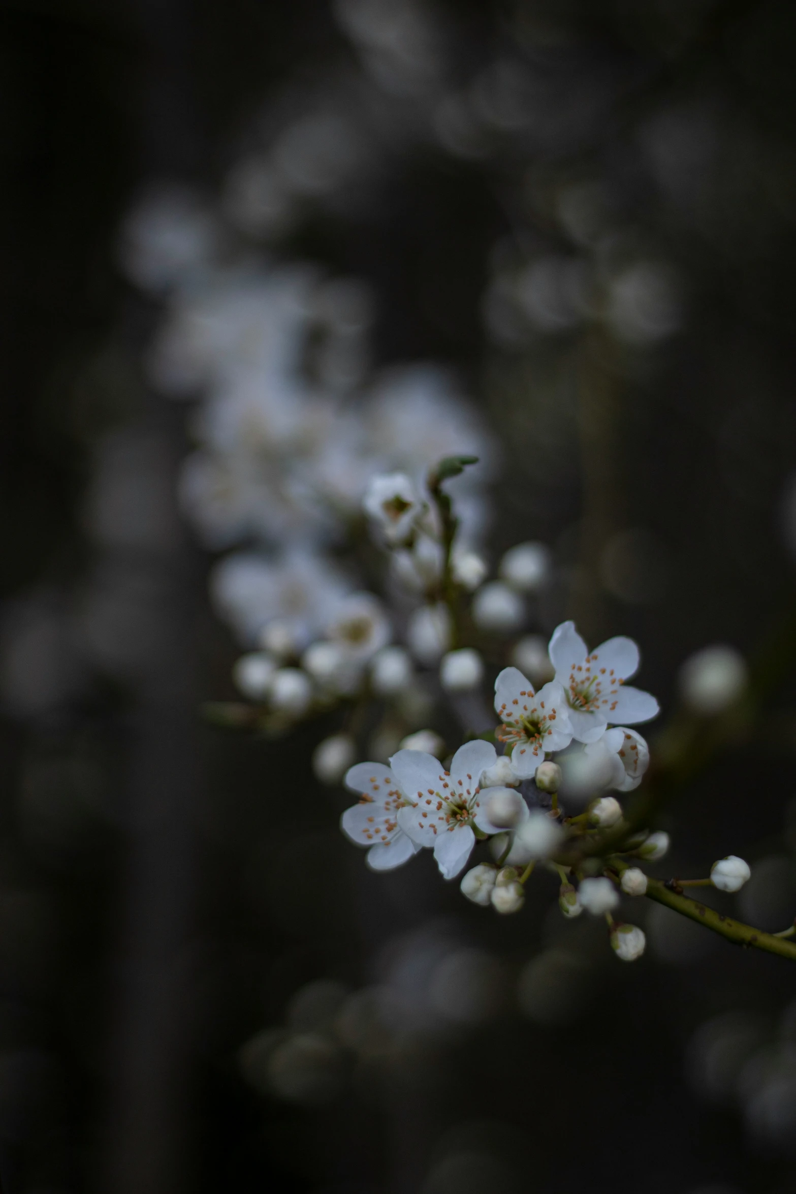 a white flower with many small flowers