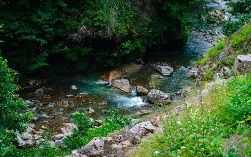 a stream runs between the lush green shrubs