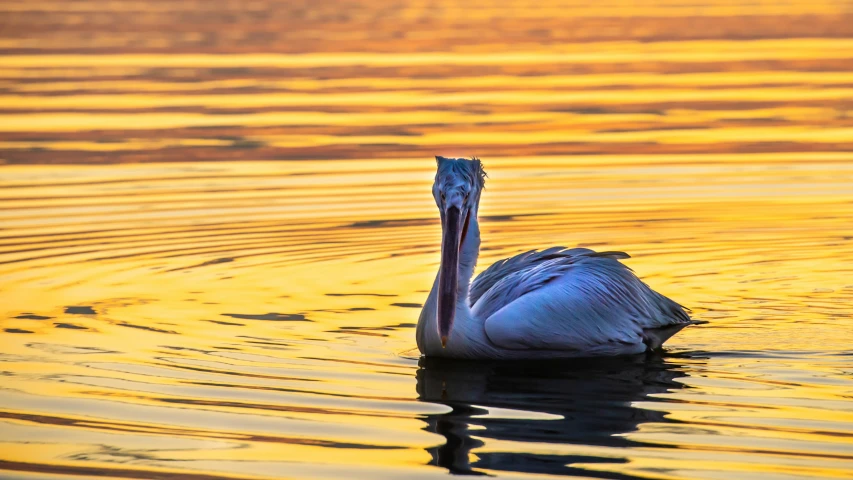 a single bird that is swimming on some water