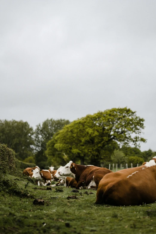 some cows are laying down in the grass