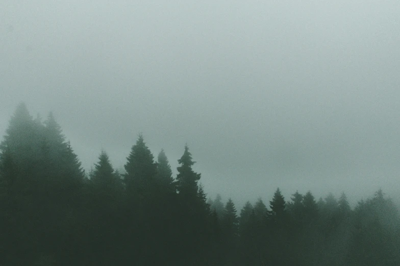 an image of trees and a foggy sky