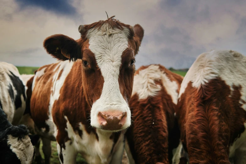 two cows stand side by side in an open field