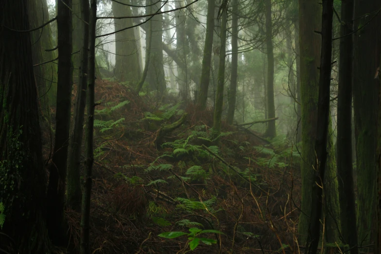 a forest with green ferns growing in the trees