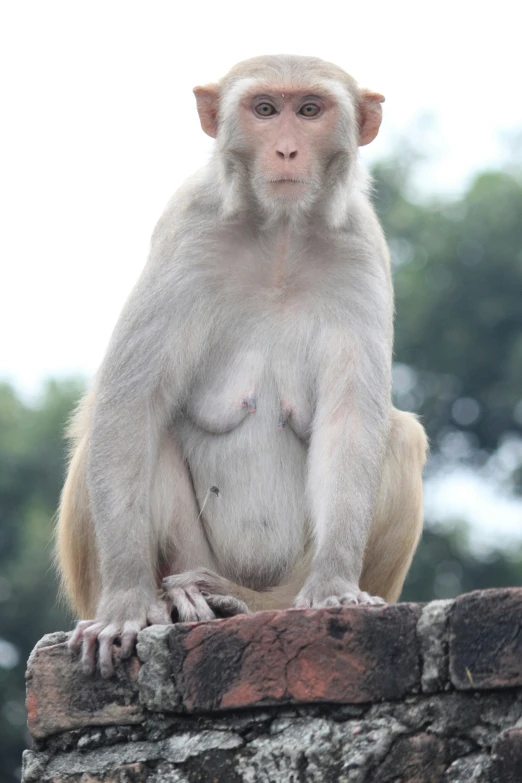 a monkey with  sits on a brick wall