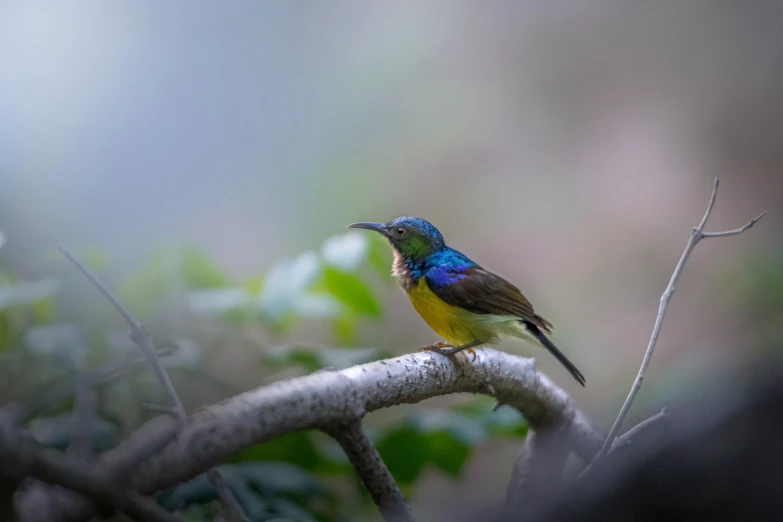 the yellow and blue bird is perched on the nch