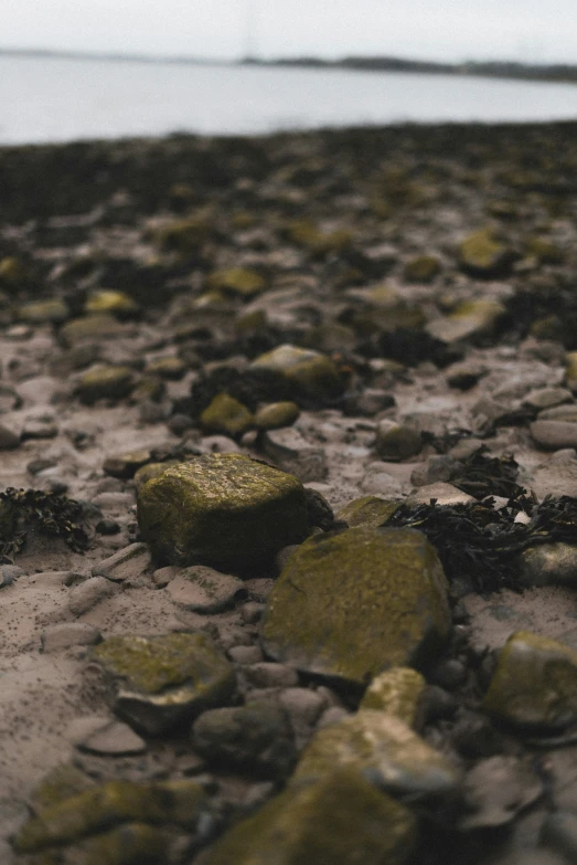 a sandy beach covered in lots of moss and rocks