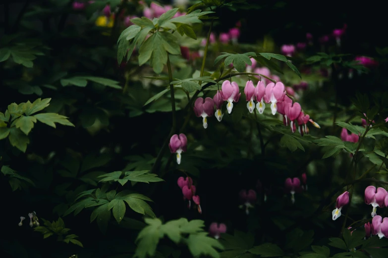 flowers and leaves in an outdoor setting