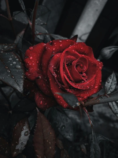 a closeup view of a red rose with droplets