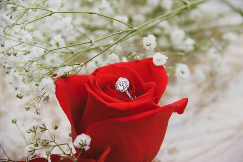 a red rose with a ring on it