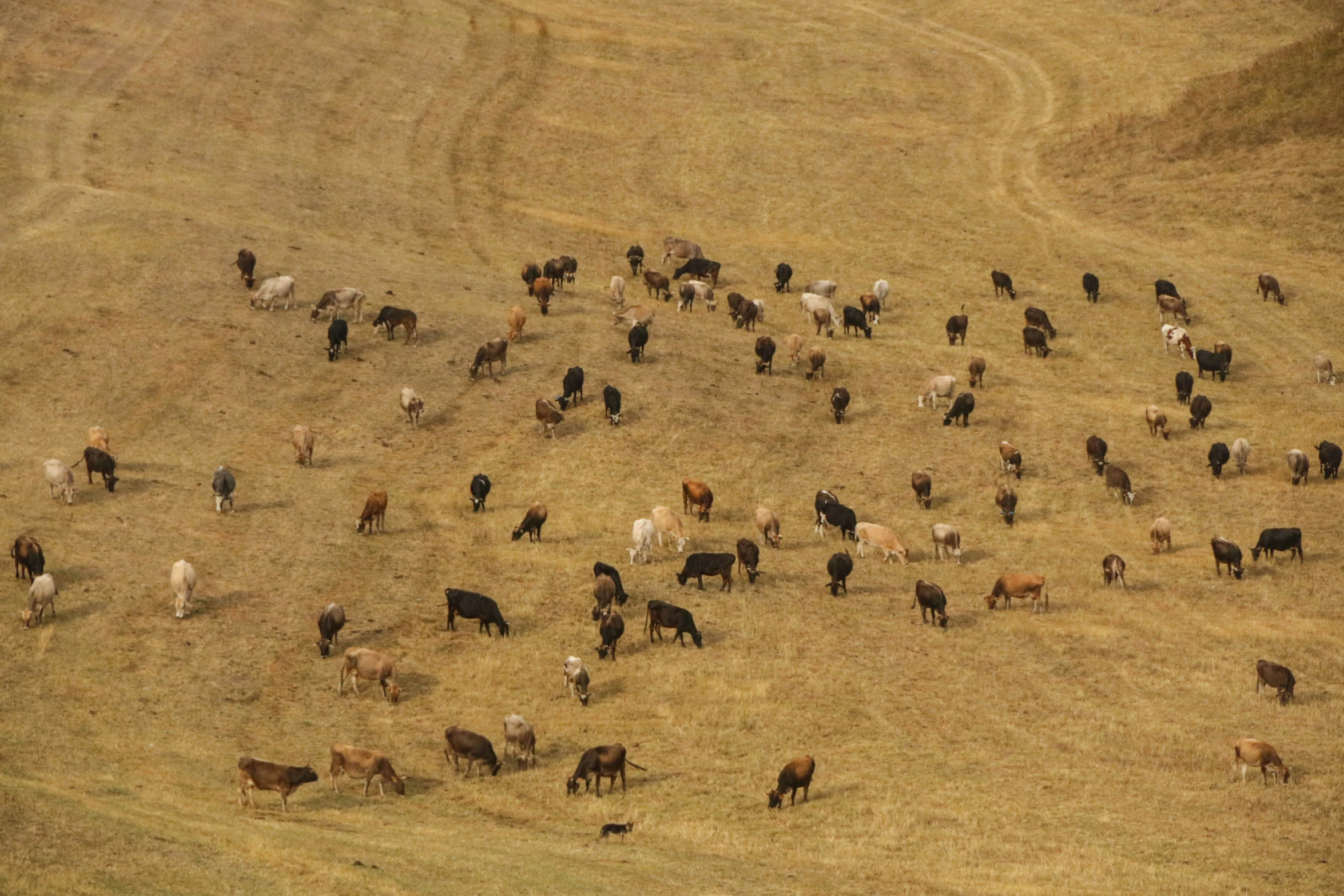 a herd of cattle standing on top of a dry grass field