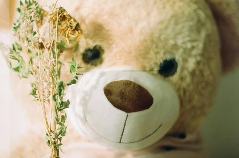 a brown teddy bear has a flower on its face