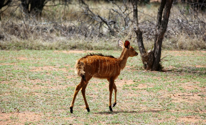 a small deer that is standing in the grass