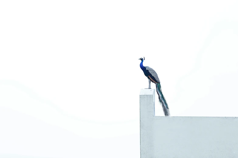 a bird sitting on top of a building