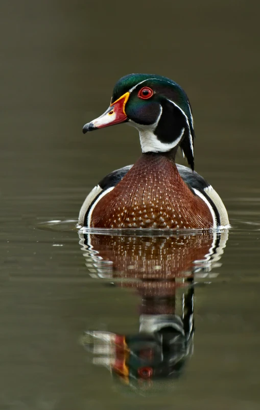 a brown duck with red and orange spots floating on water