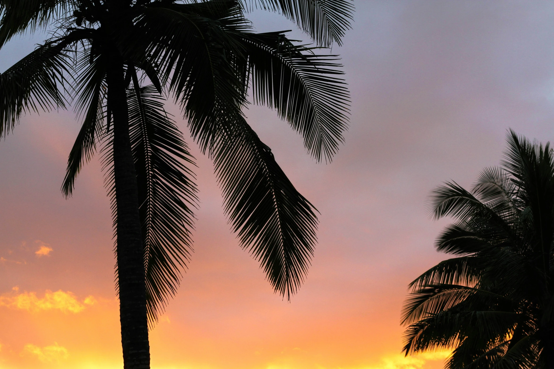 sunset with palm trees silhouetted in orange and purple sky