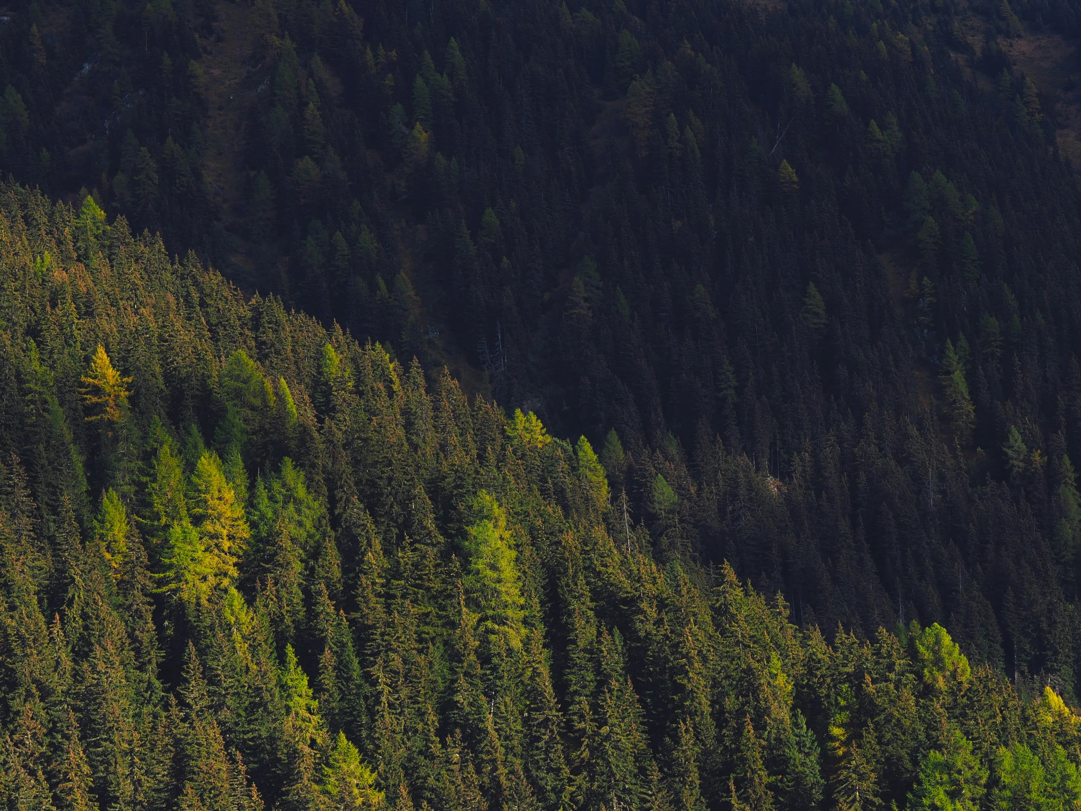 the evergreens are green as they sit near the side of a cliff