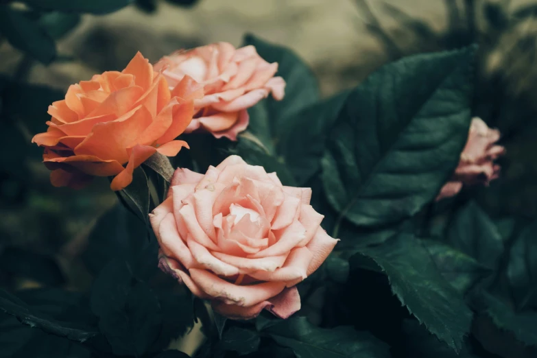 a close - up of orange and pink flowers with dark green leaves