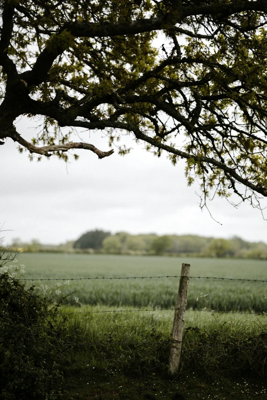 the sheep is standing in the grass looking out to the field