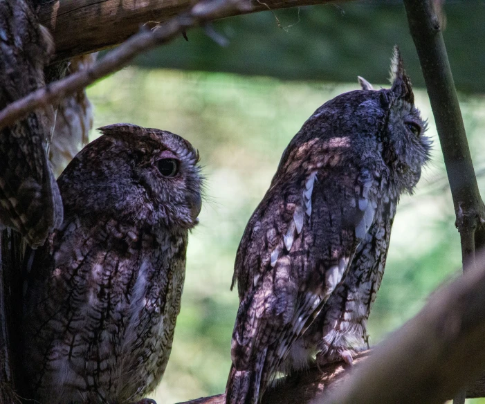 two owls sitting in a tree one is staring forward