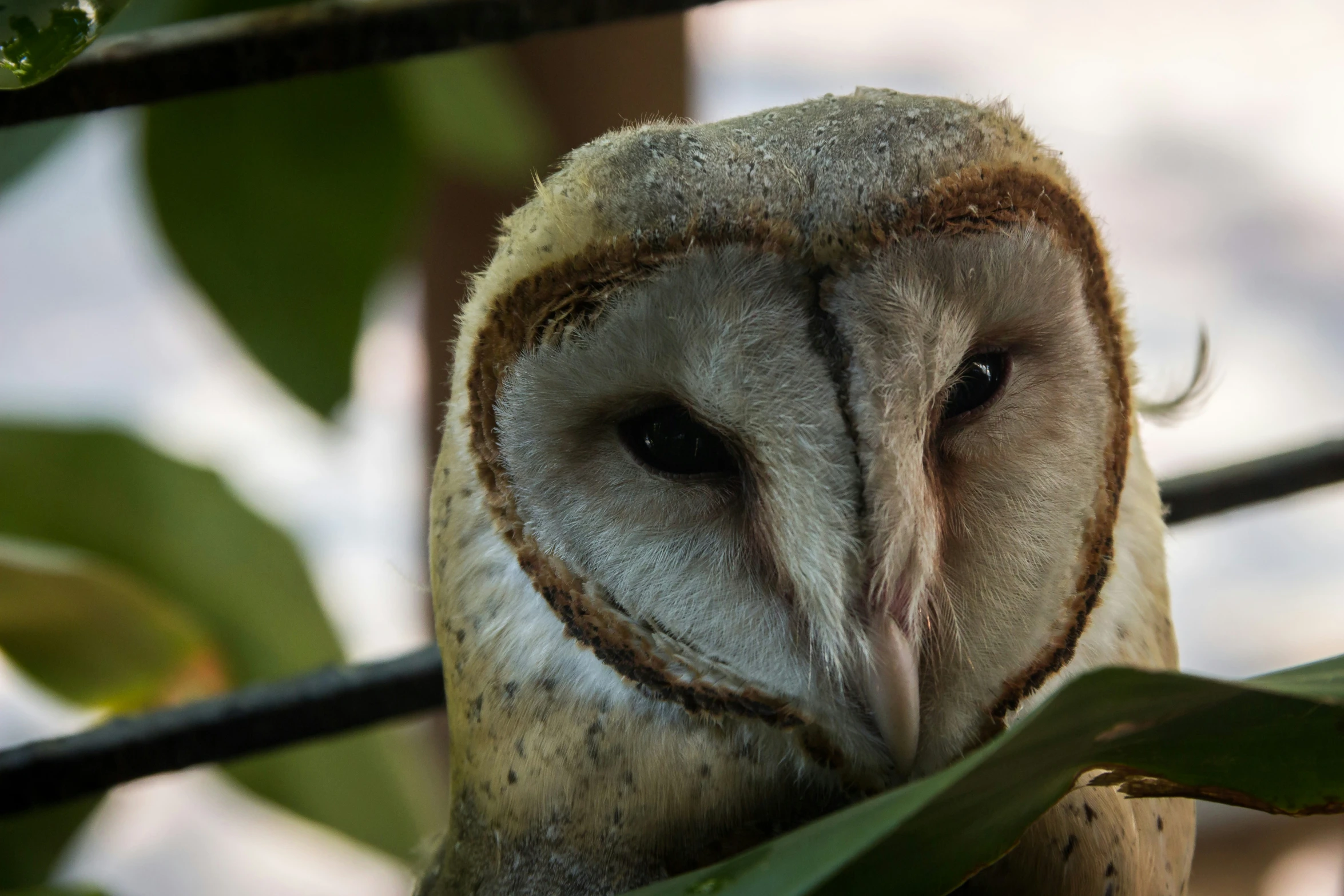 an owl that is sitting on a nch