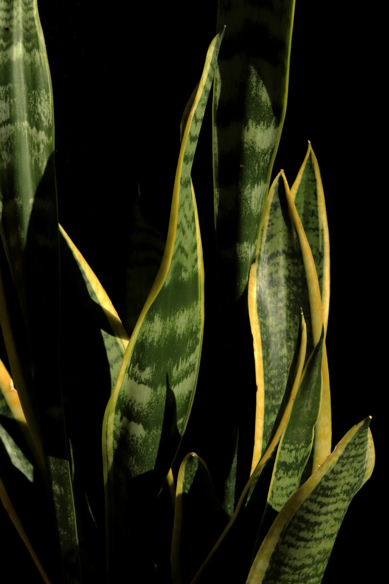 the underside of a large green plant with green leaves