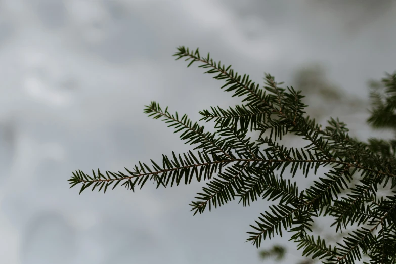 nch of a pine tree with leaves in the foreground