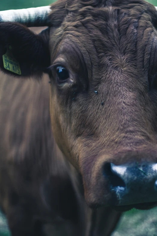 close up of a cow's face and its ear