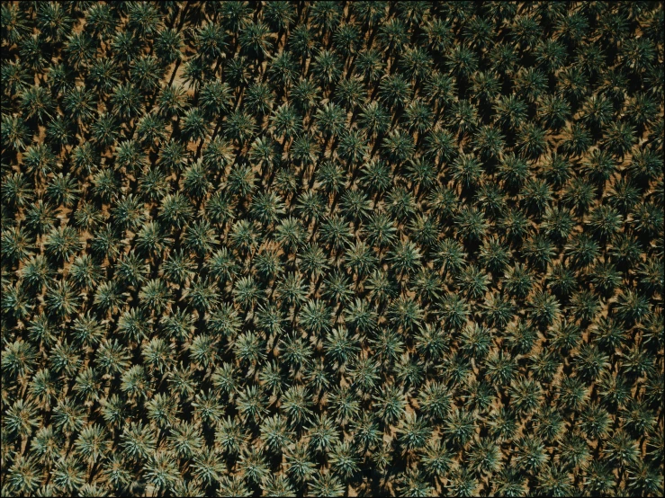 an aerial view of a very dense tree