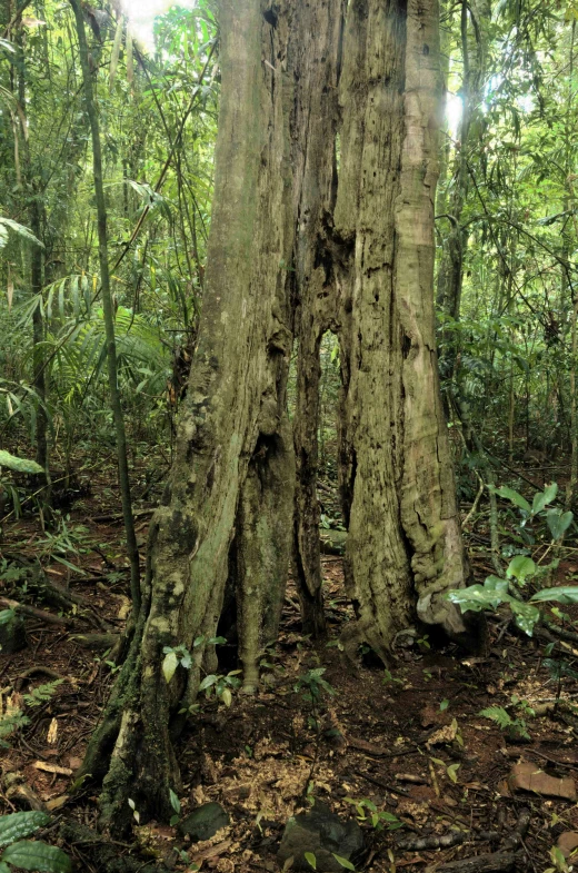 a view of a tree in the middle of a forest