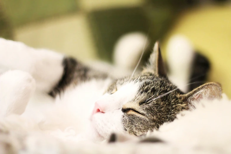 a cat that is laying down and looking into the camera