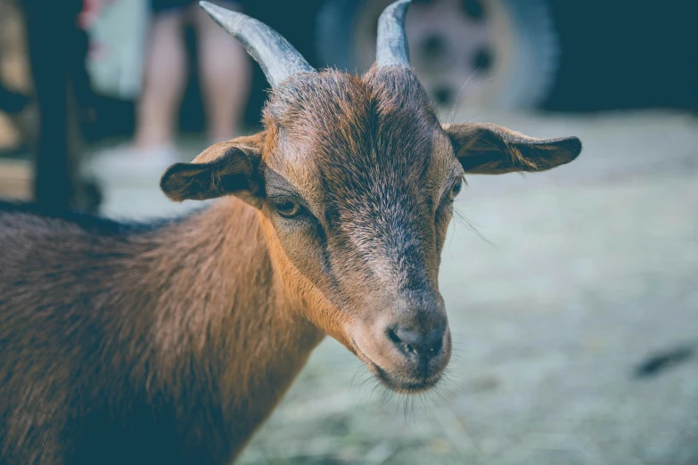 the brown goat has short horns on it's head